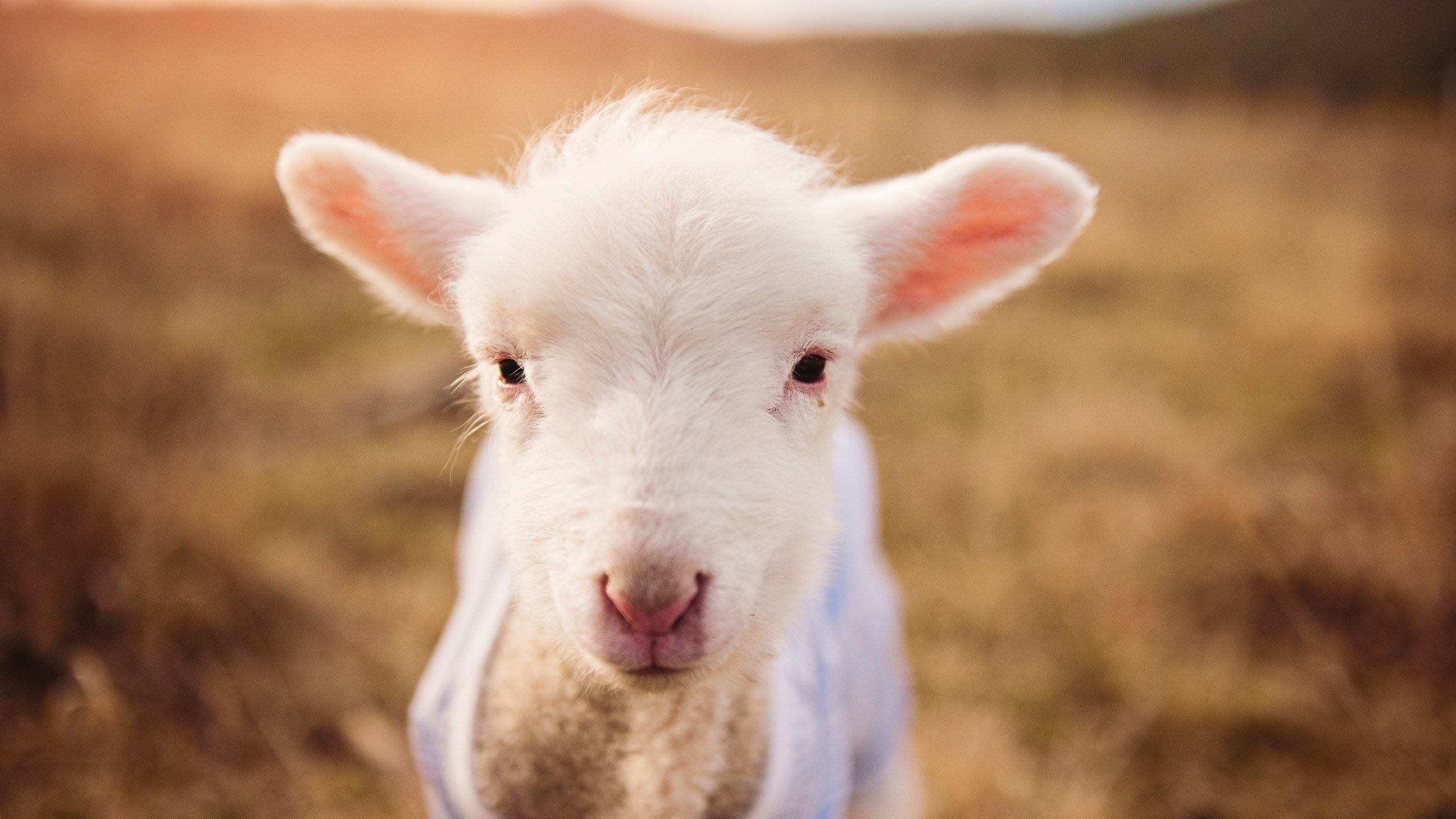 爱游戏综合娱乐-_勇士火力全开，连胜潮不断_，勇士sg