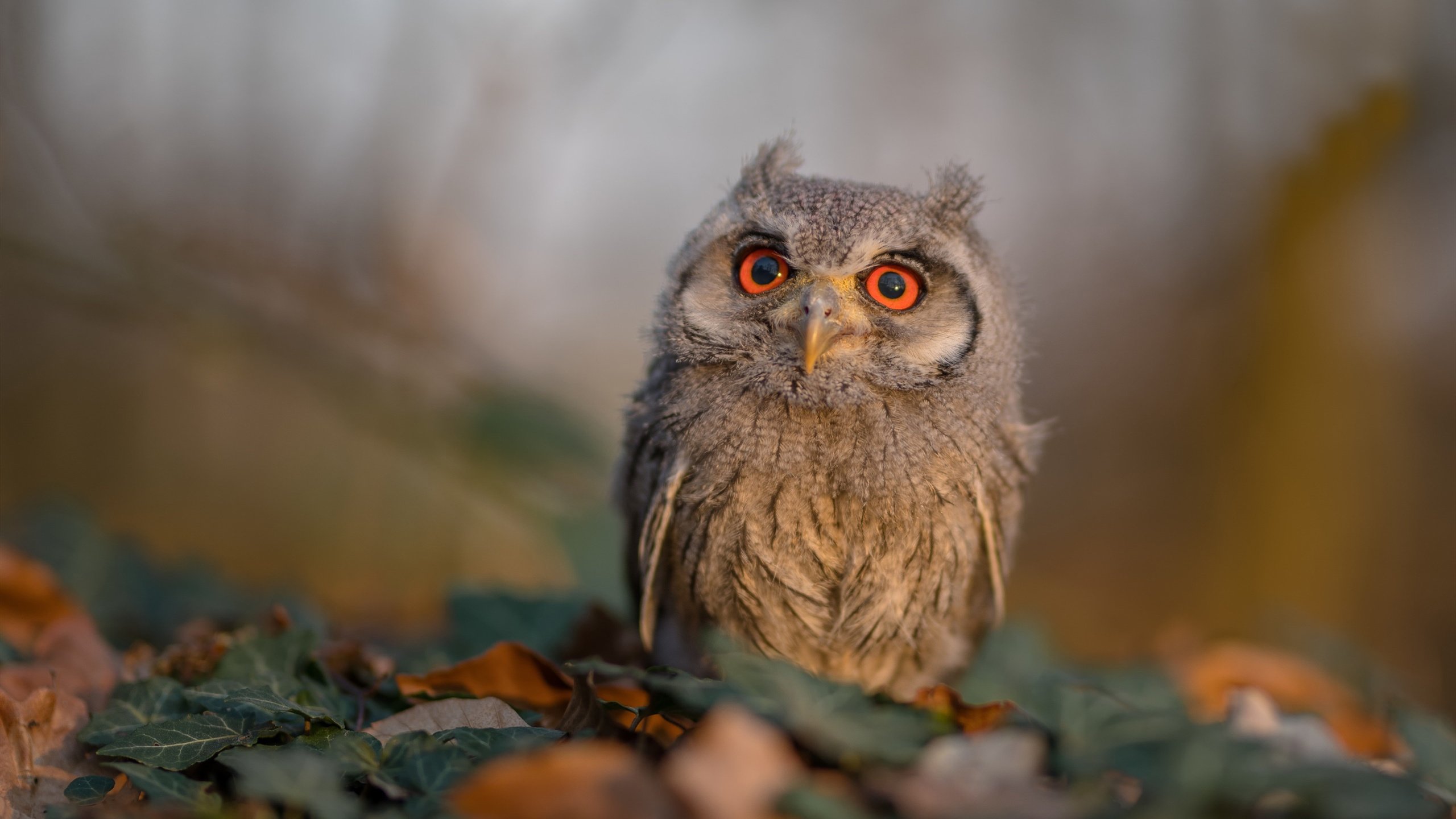 爱游戏官网-_鹈鹕队士气高扬，继续稳步前进_，鹈鹕队改名前是哪个队