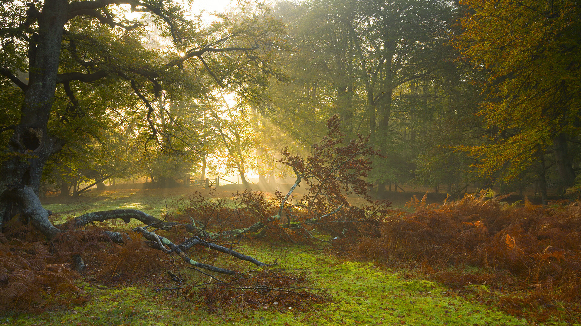 伤病追踪：球员康复最新动态解析，球员伤病查询