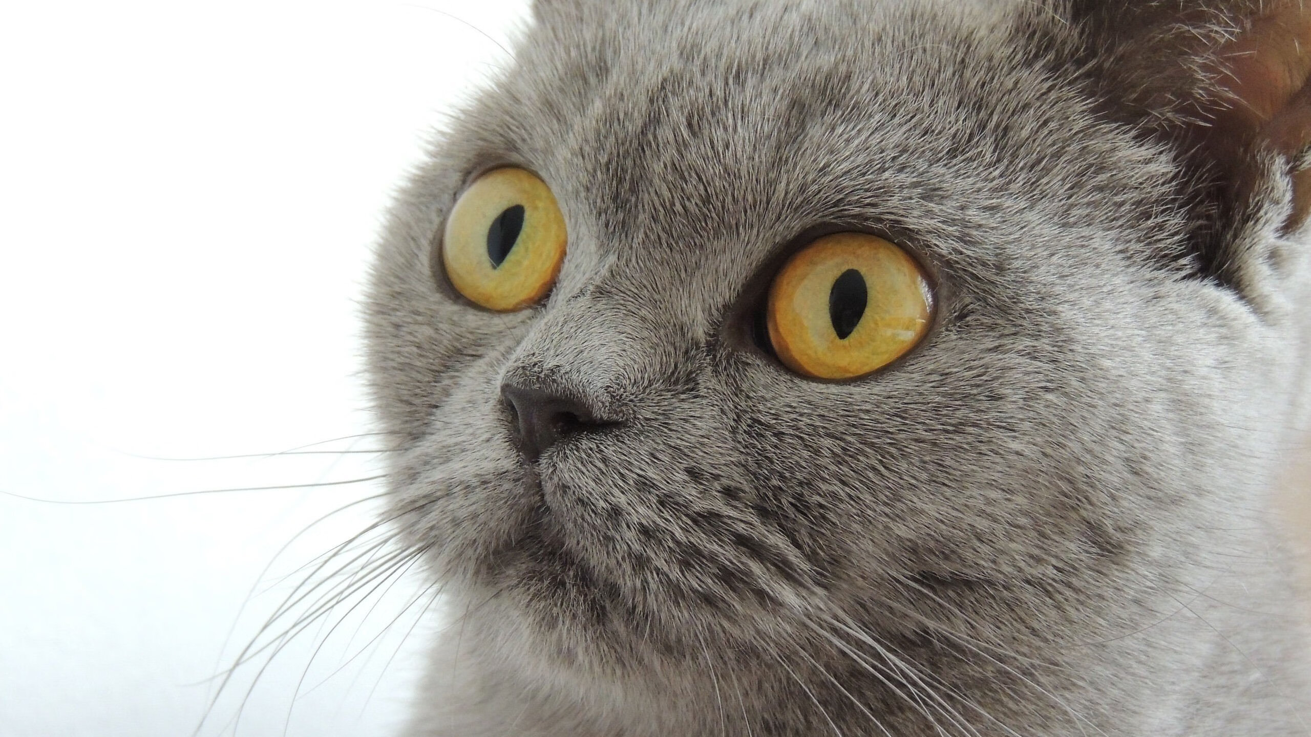 AIYOUXI.COM-勇士老将格林自曝考虑未来转型为主教练，勇士格林现状