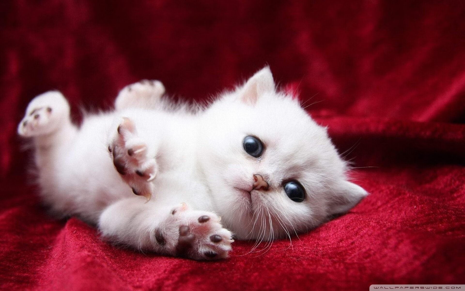 AIYOUXI.COM-足球电视栏目改版后收视率节节攀升，足球电视频道节目表