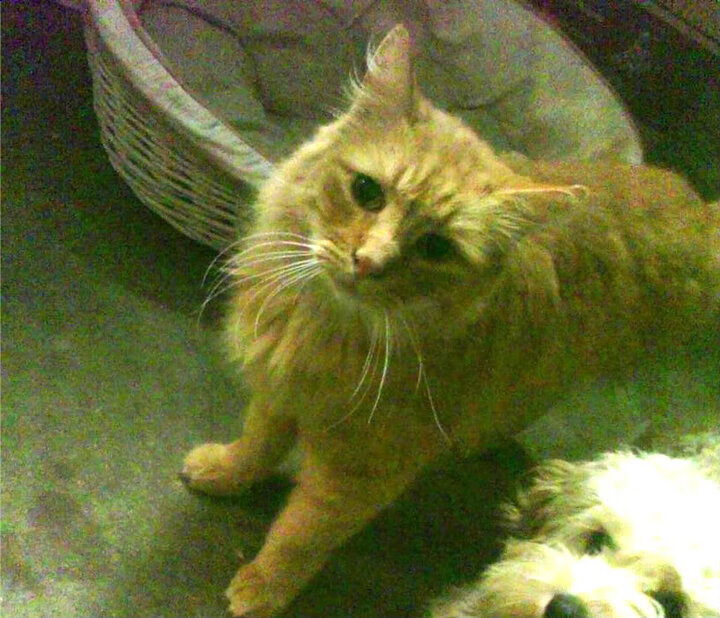 爱游戏中国官方网站平台-勇士加时击退掘金，库里三分准星爆棚再创神迹，勇士库里三分破纪录