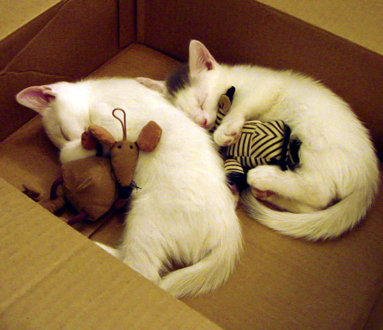 爱游戏下载-斯帕尔跃过障碍，波尔图豪取连胜，斯帕沃尔是什么人物