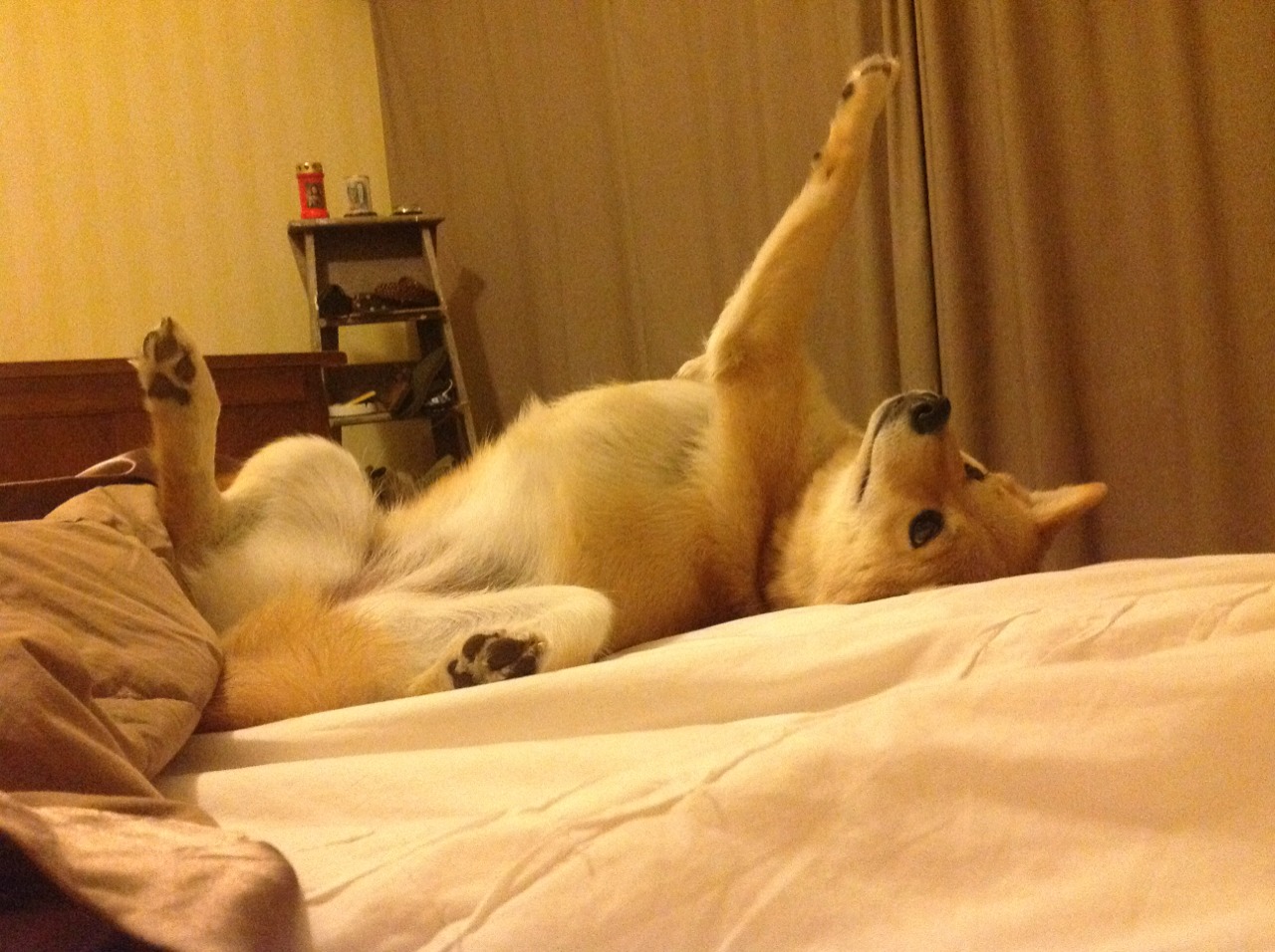 职业篮球联盟品牌塑造技巧,篮球联盟简称