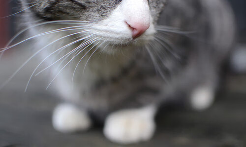 英超球队动态体能管理提升赛季表现稳定性，英超球队规则