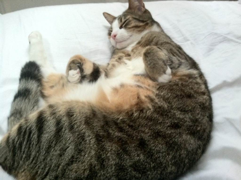 CBA联盟推动联赛职业化建设，我国篮球试行cba职业化主客场联赛是