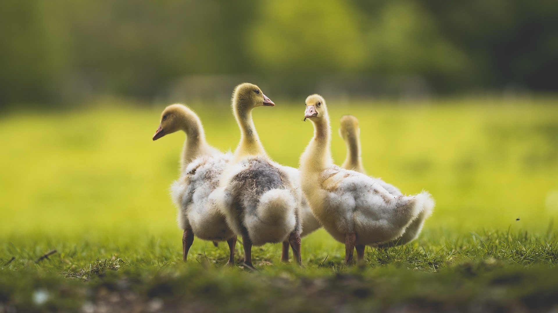 塞维利亚通过边路起球制造射门机会，塞维利亚队套
