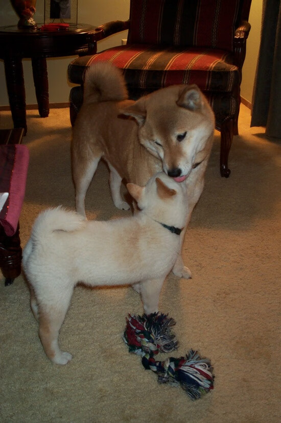 苏炳添表示不放弃就是最快的秘诀，苏炳添突破瓶颈